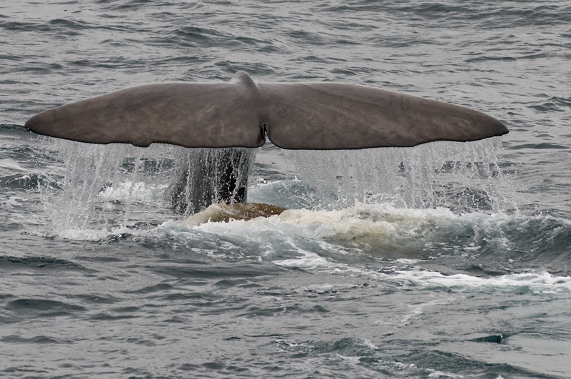 58 Valas Pyrsto 4.jpg - Kaskelotti voi olla sukelluksissa jopa tunteja